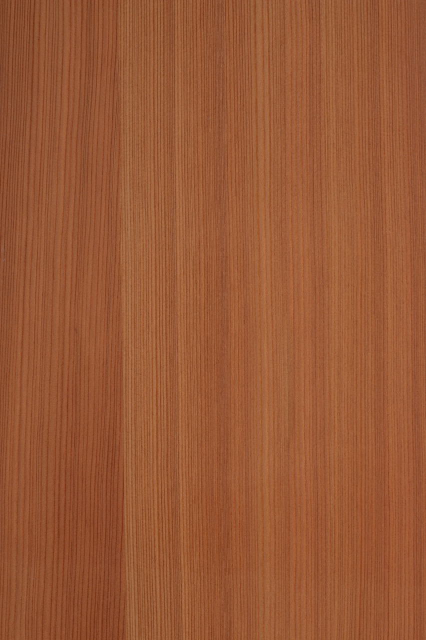 Image de Mélèze JT